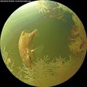 ./images/calvert/underwater/20260802/underwater20260802_092001M.jpg