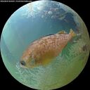 ./images/calvert/underwater/20260803/underwater20260803_065001M.jpg