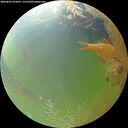 ./images/calvert/underwater/20260803/underwater20260803_073001M.jpg