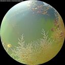 ./images/calvert/underwater/20260803/underwater20260803_103501M.jpg