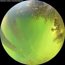 ./images/calvert/underwater/20260803/underwater20260803_133001M.jpg