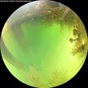 ./images/calvert/underwater/20260803/underwater20260803_135002M.jpg