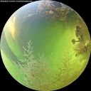 ./images/calvert/underwater/20260803/underwater20260803_152501M.jpg