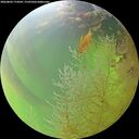 ./images/calvert/underwater/20260803/underwater20260803_174502M.jpg