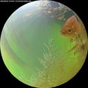 ./images/calvert/underwater/20260803/underwater20260803_175501M.jpg