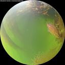 ./images/calvert/underwater/20260803/underwater20260803_181001M.jpg