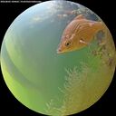 ./images/calvert/underwater/20260803/underwater20260803_184002M.jpg