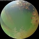 ./images/calvert/underwater/20260803/underwater20260803_201501M.jpg