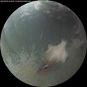 ./images/calvert/underwater/20260804/underwater20260804_054001M.jpg