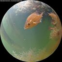 ./images/calvert/underwater/20260804/underwater20260804_064501M.jpg