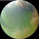 ./images/calvert/underwater/20260804/underwater20260804_074001M.jpg