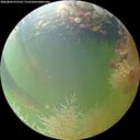./images/calvert/underwater/20260804/underwater20260804_075502M.jpg
