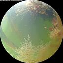 ./images/calvert/underwater/20260804/underwater20260804_080501M.jpg