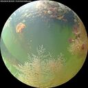 ./images/calvert/underwater/20260804/underwater20260804_081001M.jpg