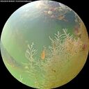 ./images/calvert/underwater/20260804/underwater20260804_084001M.jpg