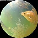 ./images/calvert/underwater/20260804/underwater20260804_094002M.jpg