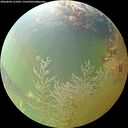 ./images/calvert/underwater/20260804/underwater20260804_121001M.jpg
