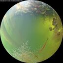 ./images/calvert/underwater/20260804/underwater20260804_171501M.jpg