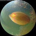 ./images/calvert/underwater/20260804/underwater20260804_205501M.jpg