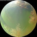 ./images/calvert/underwater/20260805/underwater20260805_081001M.jpg