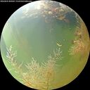 ./images/calvert/underwater/20260805/underwater20260805_083002M.jpg