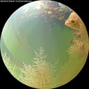 ./images/calvert/underwater/20260805/underwater20260805_084001M.jpg