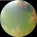 ./images/calvert/underwater/20260805/underwater20260805_090001M.jpg