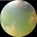 ./images/calvert/underwater/20260805/underwater20260805_091001M.jpg