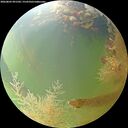 ./images/calvert/underwater/20260805/underwater20260805_091501M.jpg