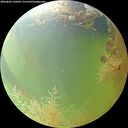 ./images/calvert/underwater/20260805/underwater20260805_142002M.jpg