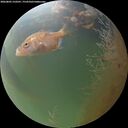 ./images/calvert/underwater/20260805/underwater20260805_210501M.jpg