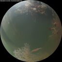./images/calvert/underwater/20260805/underwater20260805_212501M.jpg