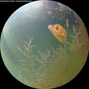 ./images/calvert/underwater/20260806/underwater20260806_071001M.jpg