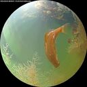 ./images/calvert/underwater/20260806/underwater20260806_080001M.jpg