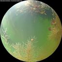 ./images/calvert/underwater/20260806/underwater20260806_084001M.jpg