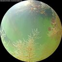 ./images/calvert/underwater/20260806/underwater20260806_093002M.jpg