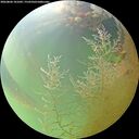 ./images/calvert/underwater/20260806/underwater20260806_101001M.jpg