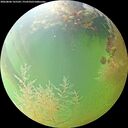 ./images/calvert/underwater/20260806/underwater20260806_165501M.jpg