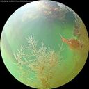 ./images/calvert/underwater/20260806/underwater20260806_172501M.jpg