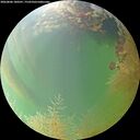 ./images/calvert/underwater/20260806/underwater20260806_180501M.jpg
