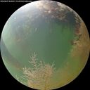 ./images/calvert/underwater/20260807/underwater20260807_062001M.jpg