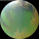 ./images/calvert/underwater/20260807/underwater20260807_071001M.jpg