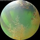 ./images/calvert/underwater/20260807/underwater20260807_072502M.jpg