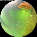 ./images/calvert/underwater/20260807/underwater20260807_113002M.jpg