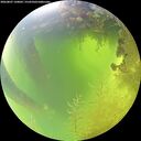 ./images/calvert/underwater/20260807/underwater20260807_120001M.jpg