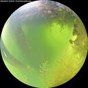 ./images/calvert/underwater/20260807/underwater20260807_120501M.jpg