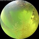 ./images/calvert/underwater/20260807/underwater20260807_123501M.jpg