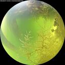 ./images/calvert/underwater/20260807/underwater20260807_125501M.jpg