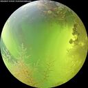 ./images/calvert/underwater/20260807/underwater20260807_153501M.jpg