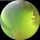 ./images/calvert/underwater/20260807/underwater20260807_155501M.jpg